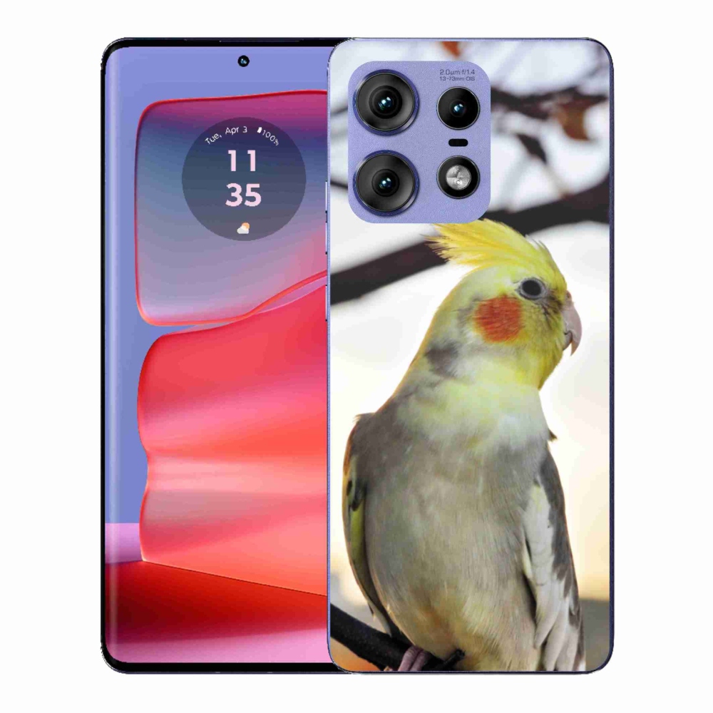 Zselés borítás mmCase a Motorola Edge 50 Pro készülékhez - papagáj korela