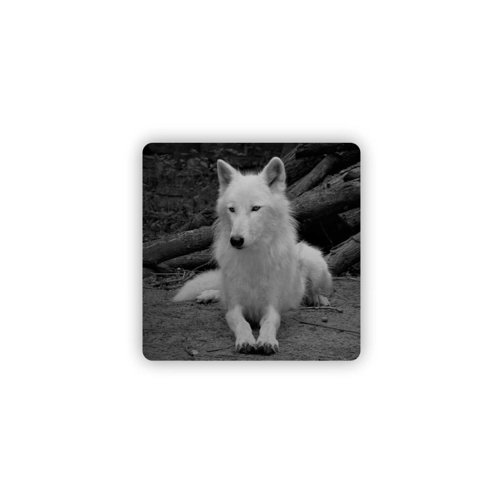65x65mm-es négyzet alakú mágnes - Fehér Farkas