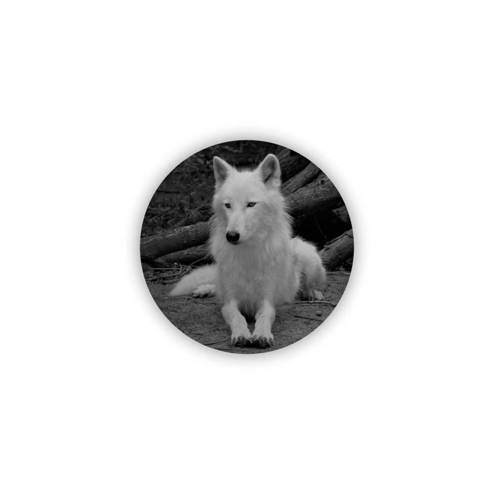 65x65mm-es kör alakú mágnes - fehér farkas