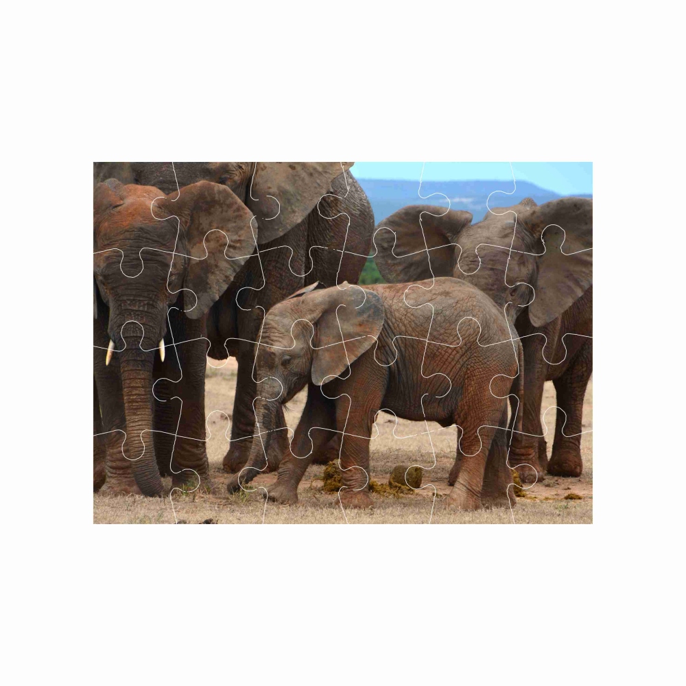 18x13cm (24 darab) képpel - elefántcsalád