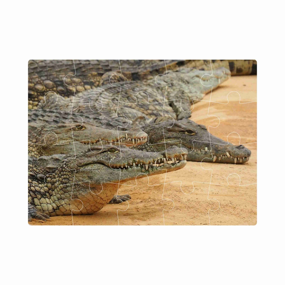 20x15 cm-es (20 darabos) kirakó képpel - krokodil bank