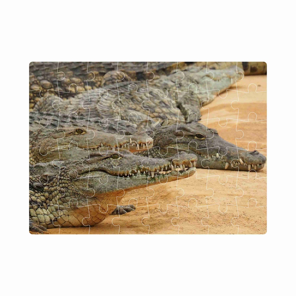 20x15 cm-es (40 darabos) kirakó képpel - krokodil bank
