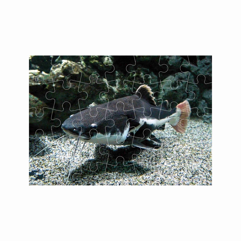 27x19,5cm-es (35 darabos) kirakó képpel - folyami harcsa