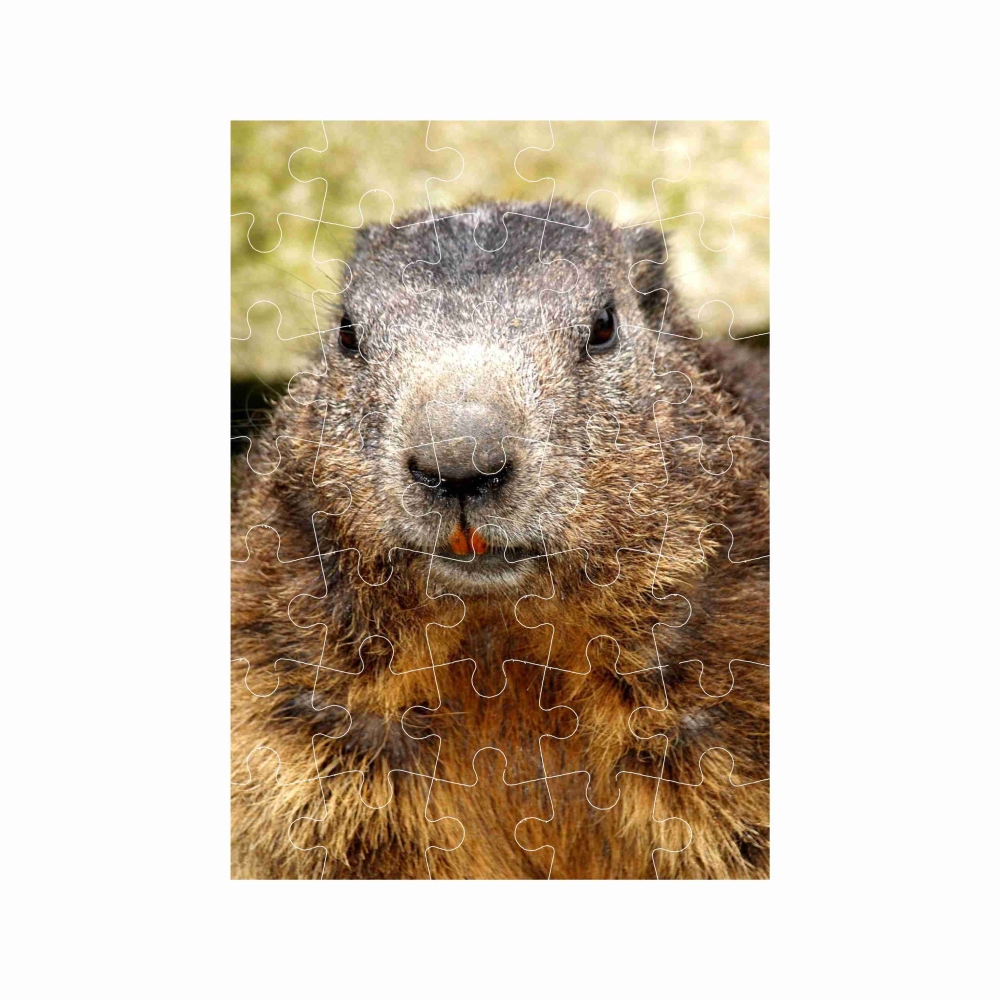 Puzzle 27x19,5cm (35 darabos) képpel - mormota