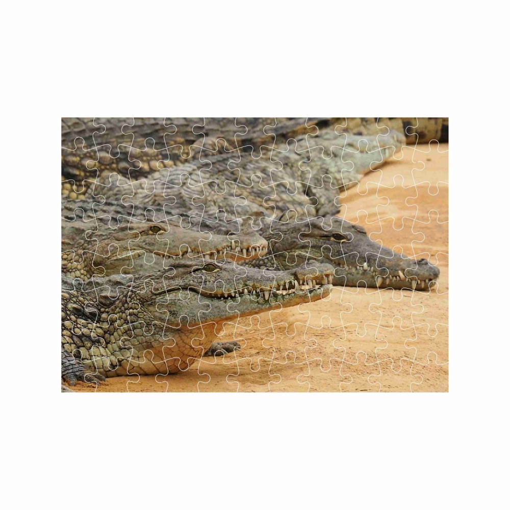 Kirakó 27x19,5cm (88 darabos) képpel - krokodil bank